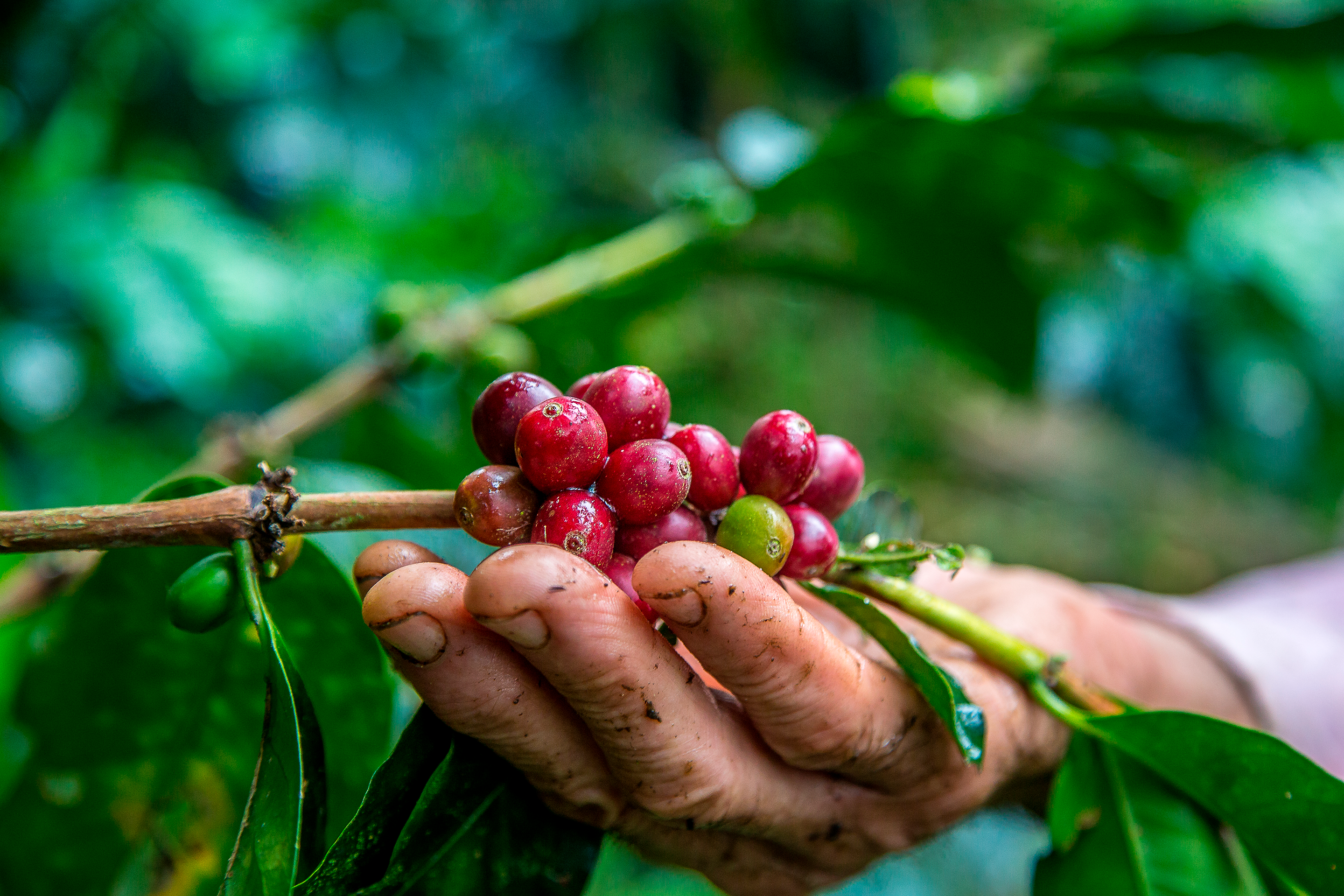 2 closeup-shot-male-hand-picking-cherry-red-coffee-beans-tree